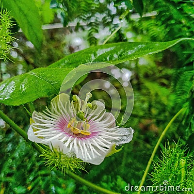 flower pistil of Passiflora foetida in the Bangka Belitung islands Stock Photo