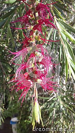 Flower of a plant Stock Photo