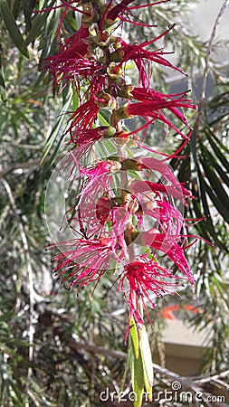 Flower of a plant Stock Photo