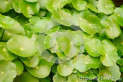 Close-up of the green copper pennisetum bonsai plant Stock Photo