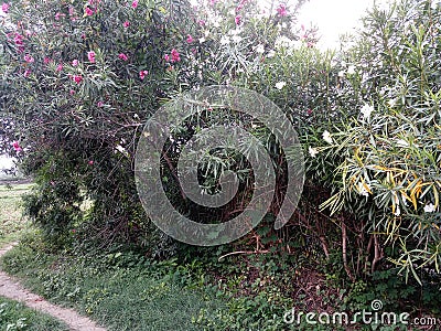 Flower plants in an Indian farm Stock Photo