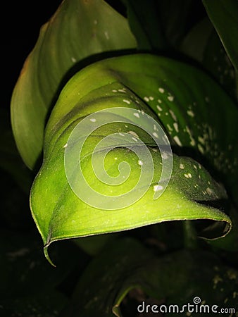 Flower plants are looking good in Night Stock Photo