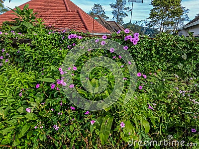 Flower plants planted on vacant land on the side of the road, used to decorate village streets Stock Photo