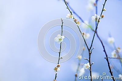 Flower plum white,blur Stock Photo