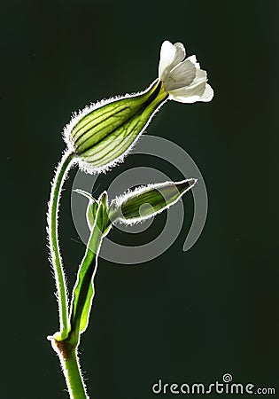 Flower pods with back lighting Stock Photo