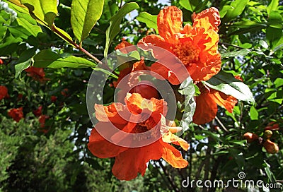 Flower of the pomegranate Stock Photo