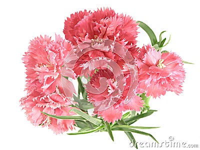 Flower posy of carnations Stock Photo