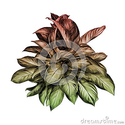 Flower pot aglaonema sketch vector Vector Illustration