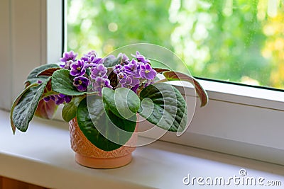 Flower pot with blossoming african violet flower on windowsill. Little flowers Stock Photo