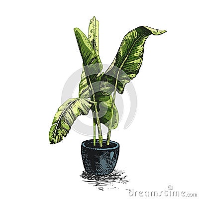 142_ banana leaves_ cannabis sativa, indica Vector Illustration