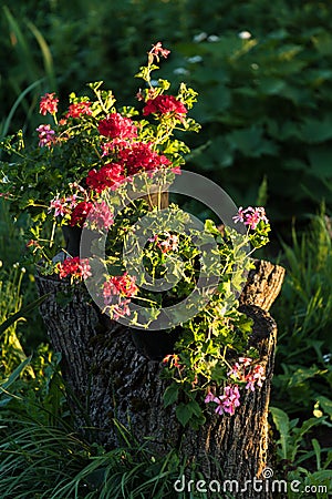 A flower pot with flowers in red and pink on a tree stump Stock Photo