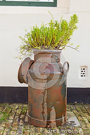 Flower pot made of an iron milk bank Stock Photo