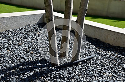 Detail of tree trunks in a pot, mulched with gray gravel and irrigated with a black drip hose saves gardeners costs Stock Photo