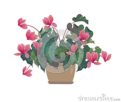 Flower in a pot. Pink Cyclamen. Home flowers. Vector Illustration
