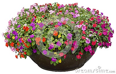 Flower pot in rainy day Stock Photo