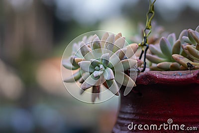 Flower Pot red with Unique textured tree Stock Photo