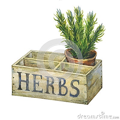 Flower pot with rosemary in an old wooden crate garden. Stock Photo