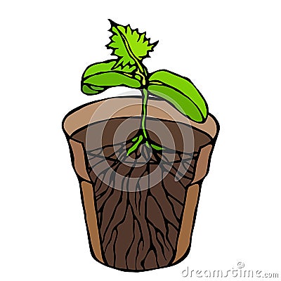 Flower Pot with Soil. Seed, Sprout with three leaves and Root. Flowerpot for Sprouting Plant. Seedling. Phases of Growth of a Plan Stock Photo