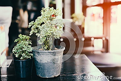 Flower pot on the table. Stock Photo