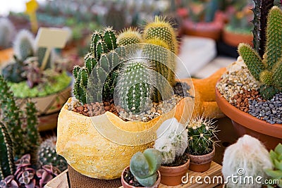 Flower pot with variety of succulents Stock Photo