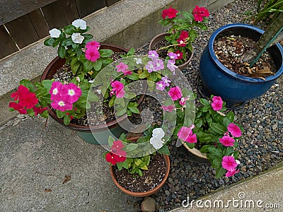 Potted Vinca in Bloom Stock Photo