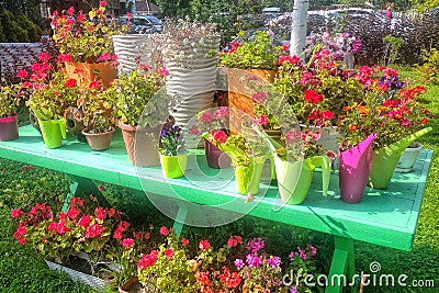 Flower pots with colorful live flowers Stock Photo