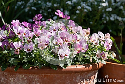 Flower pots filled to overflowing with colourful pink purple viola flowers. Photographed at a garden in Wisley, Surrey UK Stock Photo