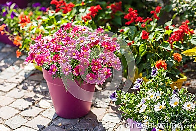 Flower pots Stock Photo