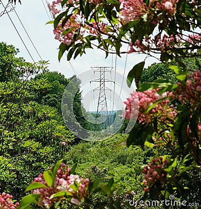Power lines and pylon among flowering mountain laurels. Stock Photo
