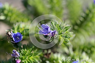 Flower of a pride of Madeira, Echium candicans Stock Photo