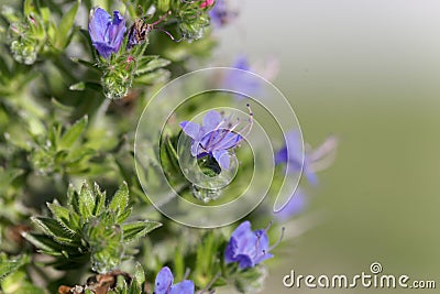 Flower of a pride of Madeira, Echium candicans Stock Photo