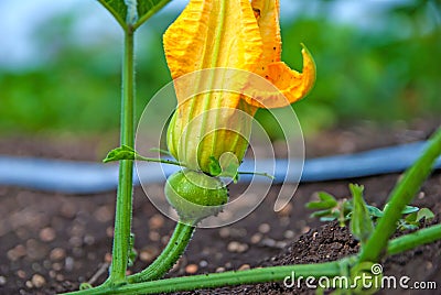 Flower Pumpkin, Flower of Pumpkin, Flower of Pumpkin from Thailand country Stock Photo