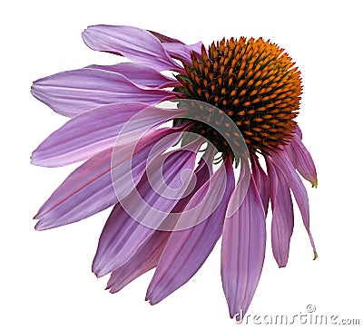 Flower purple Chamomile on white isolated background with clipping path. Daisy violet-orange for design. Closeup no shadows. Stock Photo