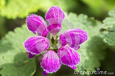Flower with purple inflorescence capitate Stock Photo