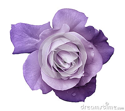 Flower purple rose on a white isolated background with clipping path. no shadows. Closeup. For design, texture, borders, frame, Stock Photo