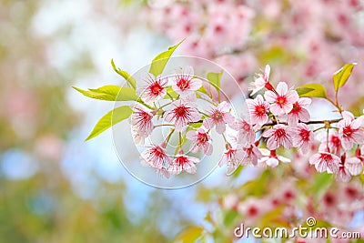 Flower queen tiger Stock Photo