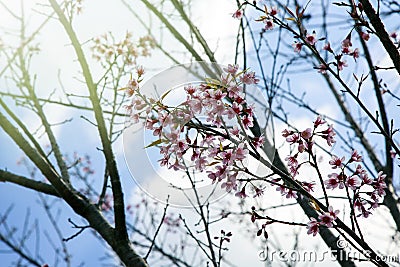 Flower queen tiger sakura Thailand Stock Photo