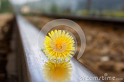 Flower on rail tracks Stock Photo