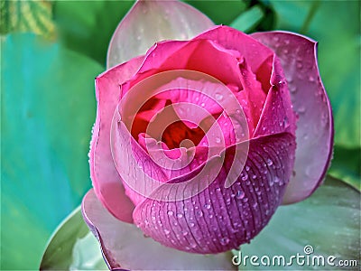 Flower in the rain Stock Photo