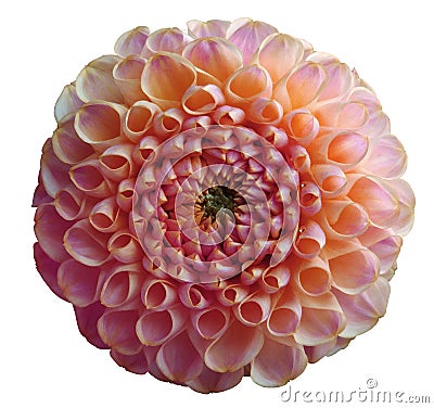 Flower rainbow pink dahlia white isolated background with clipping path. Closeup. no shadows. Stock Photo