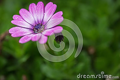 Flower on a rainy day with rain drops clinging to the flower petals. Stock Photo