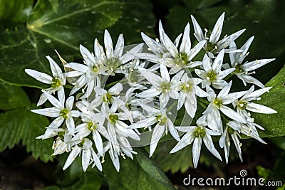 Flower of Ramsons Stock Photo