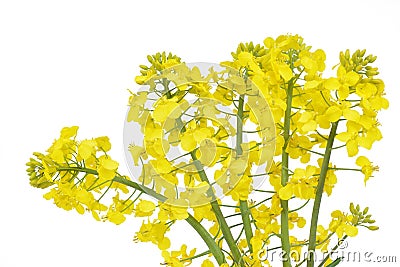 Flower of a rapeseed, Brassica napus Stock Photo