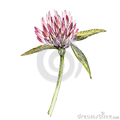 Flower of red clover with leaves. Watercolor botanical illustration isolated on white background. Happy Saint Patricks Cartoon Illustration
