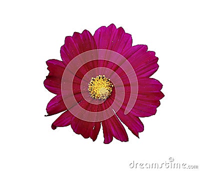 Flower of red cosmos isolated Stock Photo
