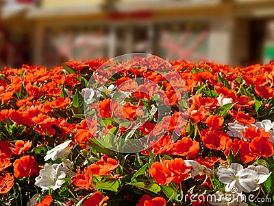 flower with red flowers with four leaves and green leaves Stock Photo