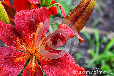 The flower of red lily with drops of water on the petals after the rain a breath of freshness for raising the mood Stock Photo