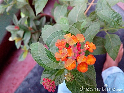 flower red nice hand cameta mobile Stock Photo