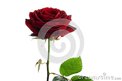 Flower a red rose of Naomi Stock Photo