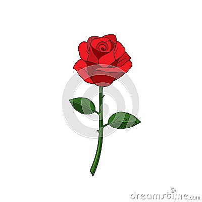 Rose flower Vector Illustration